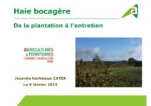 Haie bocagère : de la plantation à l'entretien