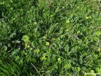 Berce du Caucase (Heracleum mantegazzianum)